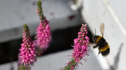 Bee landing on Red Fox This nature macro photograph captures a bee landing on a Red Fox plant during a summer afternoon. The scene highlights the interaction between insects and flowers, with the bee collecting nectar from the vibrant pink blooms. Surrounding the main subject, various plants add lush texture to the composition, emphasizing the intricate relationship between bees and their environment. The sunlight suggests it is early afternoon, casting a gentle light on the flowers and creating a vivid atmosphere that typifies the height of summer. The photograph focuses on the delicate details of the insects and plants, showcasing the beauty of nature in close-up.